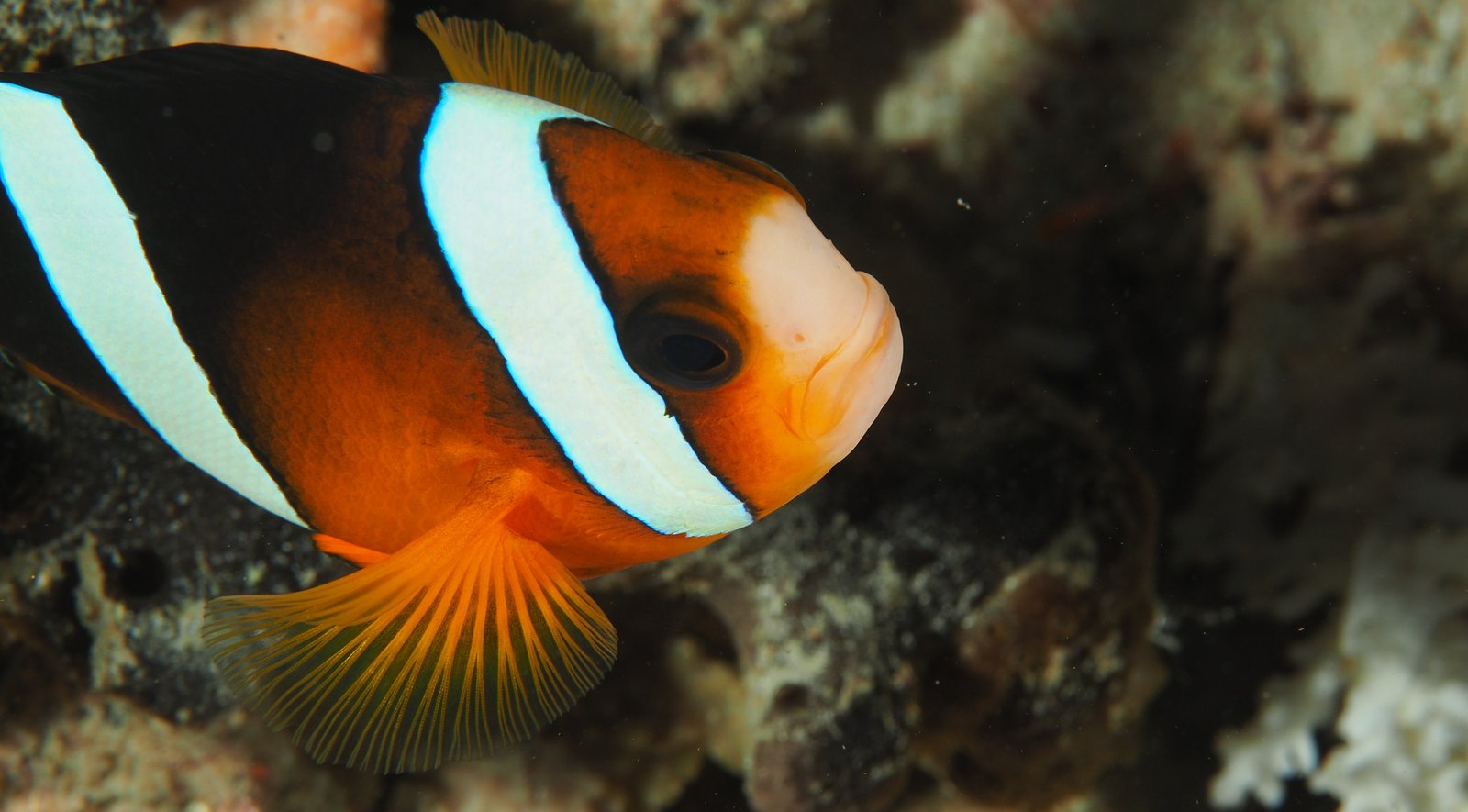 Website_Screen-Clownfish, Raja Ampat, West Papua, Indonesia; Tam Warner-Minton