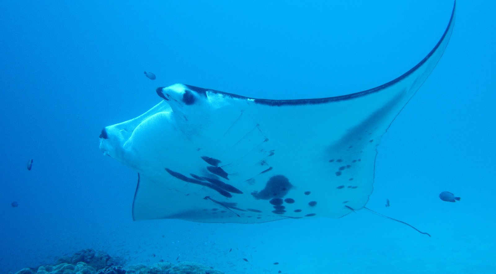 Website_Screen-Manta Ray, Raja Ampat, Unsplash