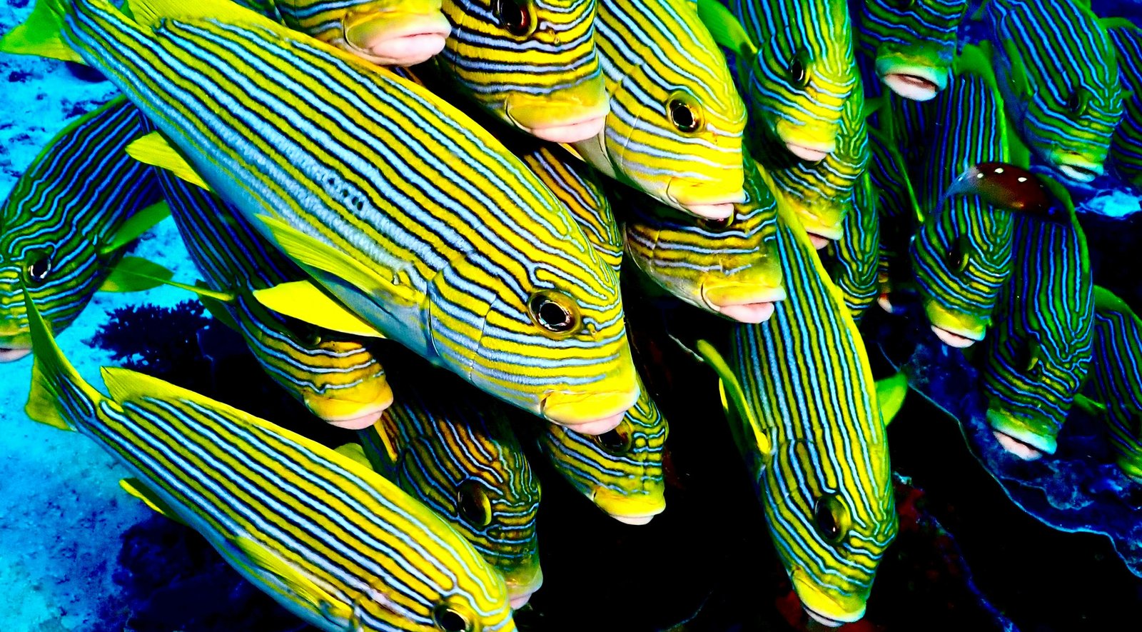 Website_Screen-School of Fish, Raja Ampat, Unsplash