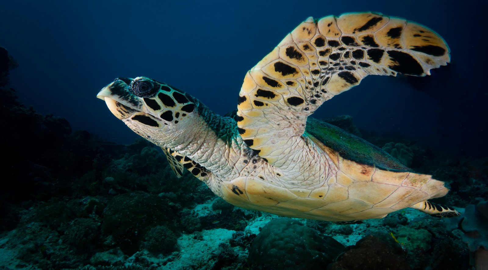 Website_Screen-Sea Turtle, Dampier Strait, Raja Ampat, Indonesia; Kris Mikael Krister