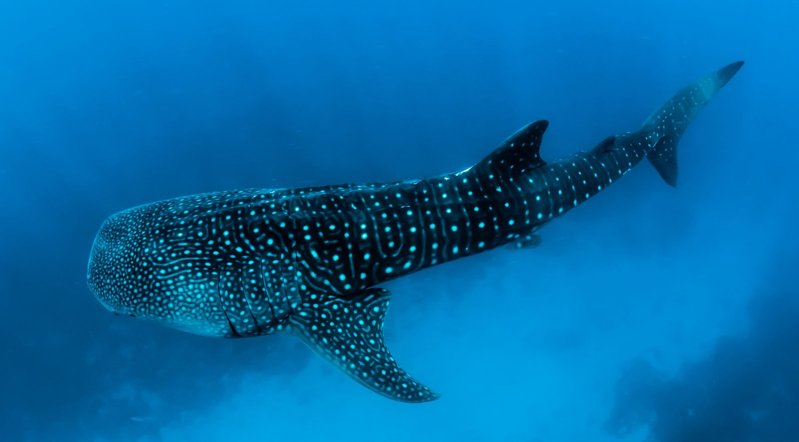 Swim with Whale Sharks